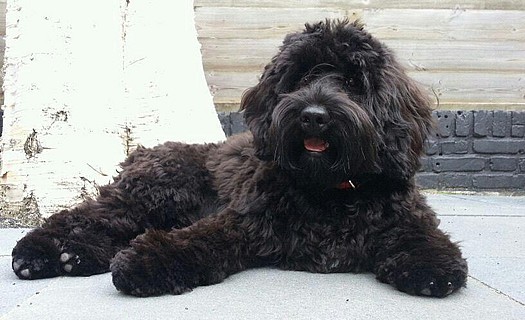 australian labradoodle nl