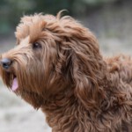 DSC_4389