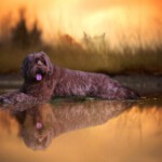 labradoodles