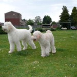 binck-breejoy-palomasilke-007