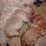 brees-pups-009