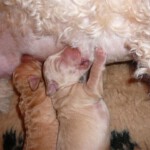 brees-pups-015