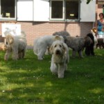 dddag201018
