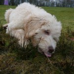 doggies-318