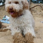 doggies-829