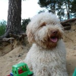 doggies-836