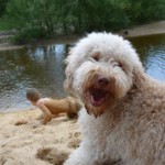 doggies-845