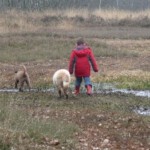 herschaalde-kopie-van-doggies-540