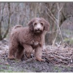 olivier-3_mg_7415