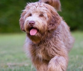 ollie-_mg_3406
