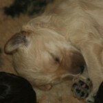 pups-honden-allerlei-001