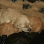 pups-honden-allerlei-005