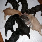 pups-honden-allerlei-106