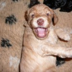 pups-honden-allerlei-152