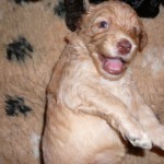 pups-honden-allerlei-153