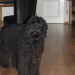 the-dog-252