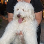 the-dog-34